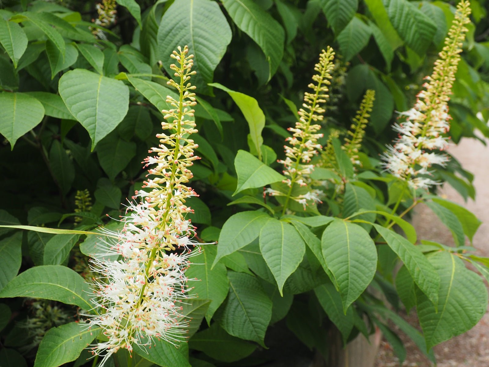 Aesculus parviflora var.serotina - Herrenkamper Gärten - Pflanzenraritäten