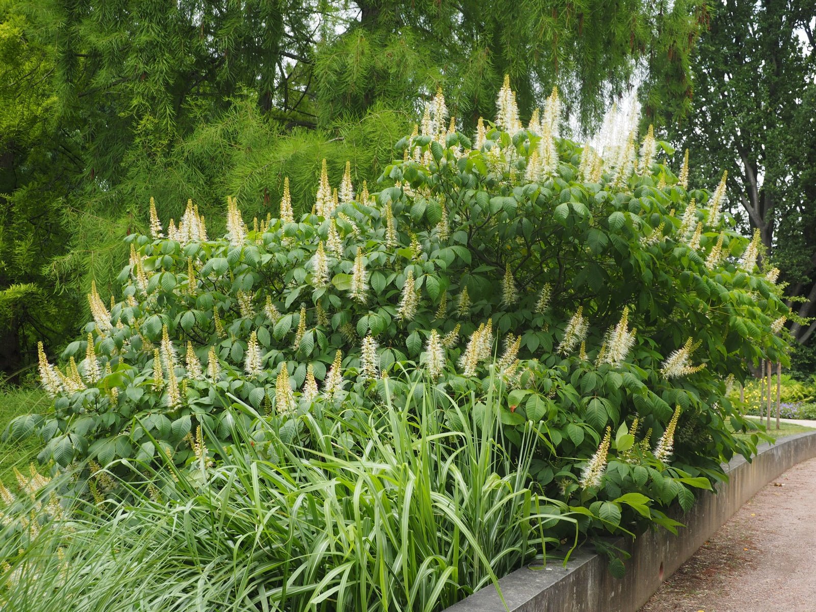 Aesculus parviflora var.serotina - Herrenkamper Gärten - Pflanzenraritäten