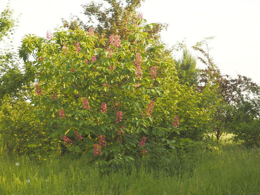 Aesculus pavia - Herrenkamper Gärten - Pflanzenraritäten