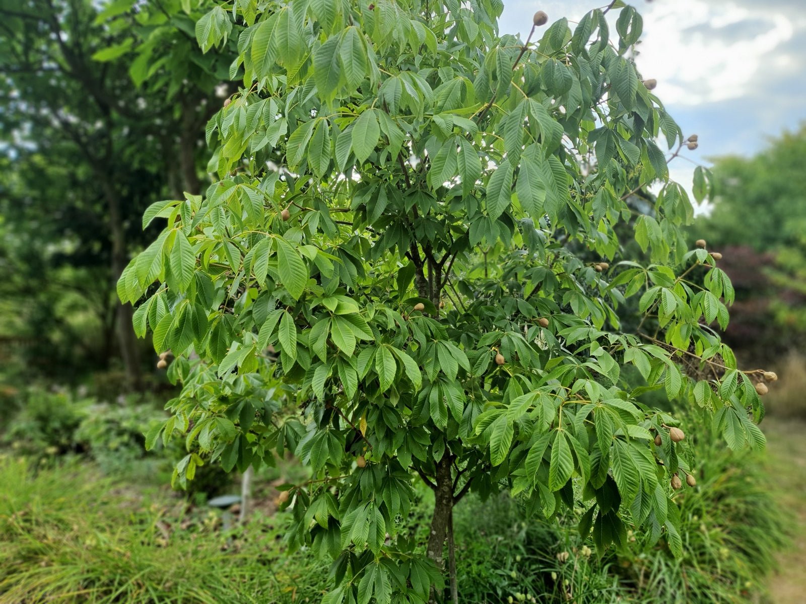 Aesculus sylvatica syn: Aesculus georgiana - Herrenkamper Gärten - Pflanzenraritäten