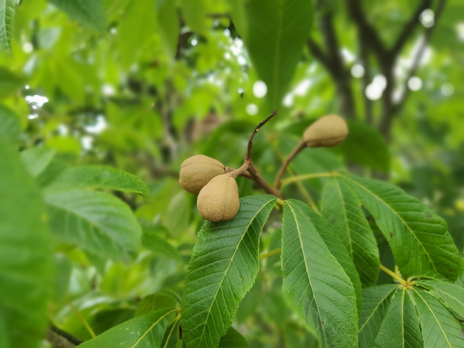 Aesculus sylvatica syn: Aesculus georgiana - Herrenkamper Gärten - Pflanzenraritäten