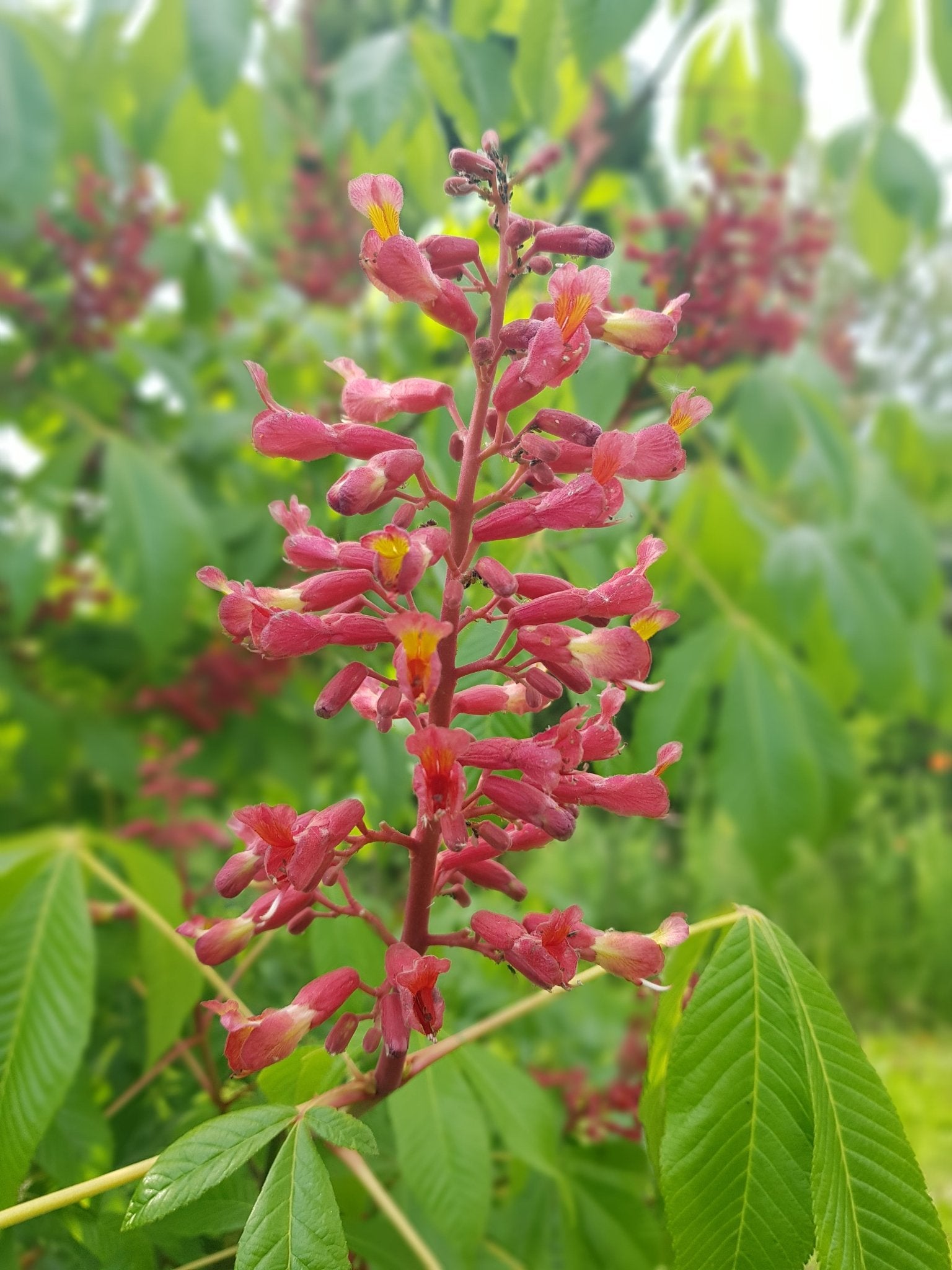 Aesculus sylvatica syn: Aesculus georgiana - Herrenkamper Gärten - Pflanzenraritäten