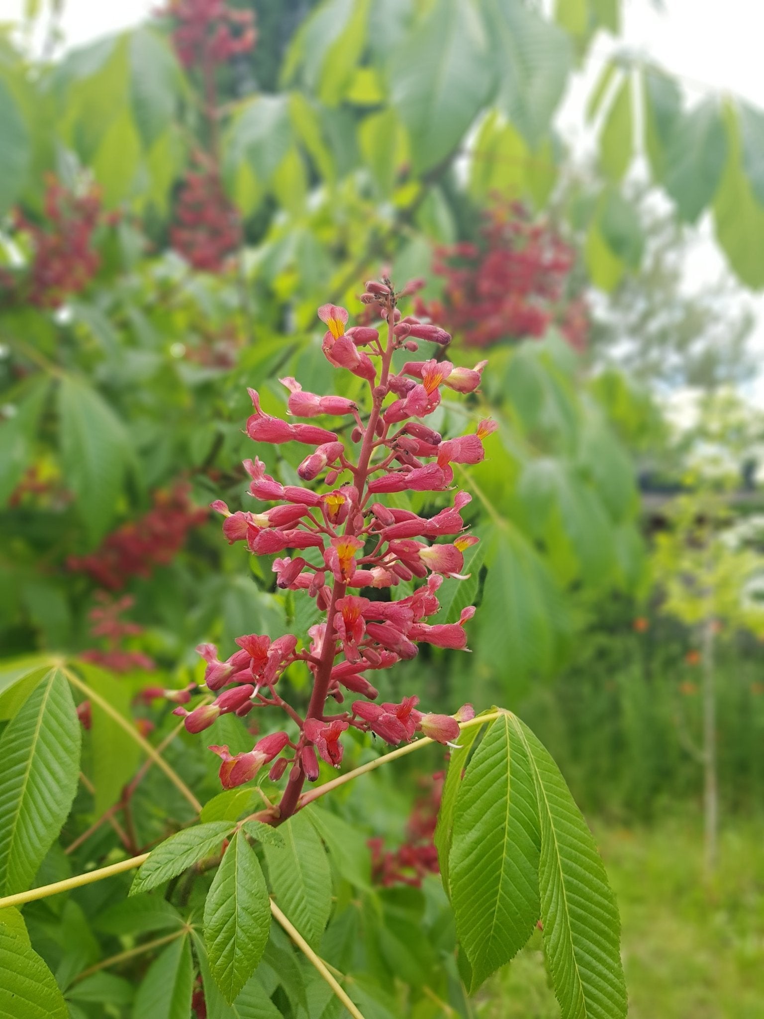 Aesculus sylvatica syn: Aesculus georgiana - Herrenkamper Gärten - Pflanzenraritäten