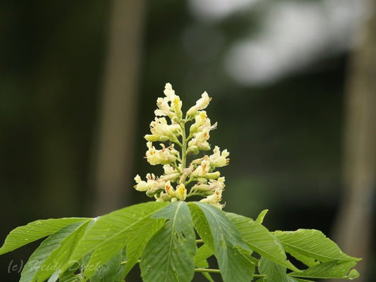 Aesculus x arnoldiana 'Autumn Splendor' - Herrenkamper Gärten - Pflanzenraritäten