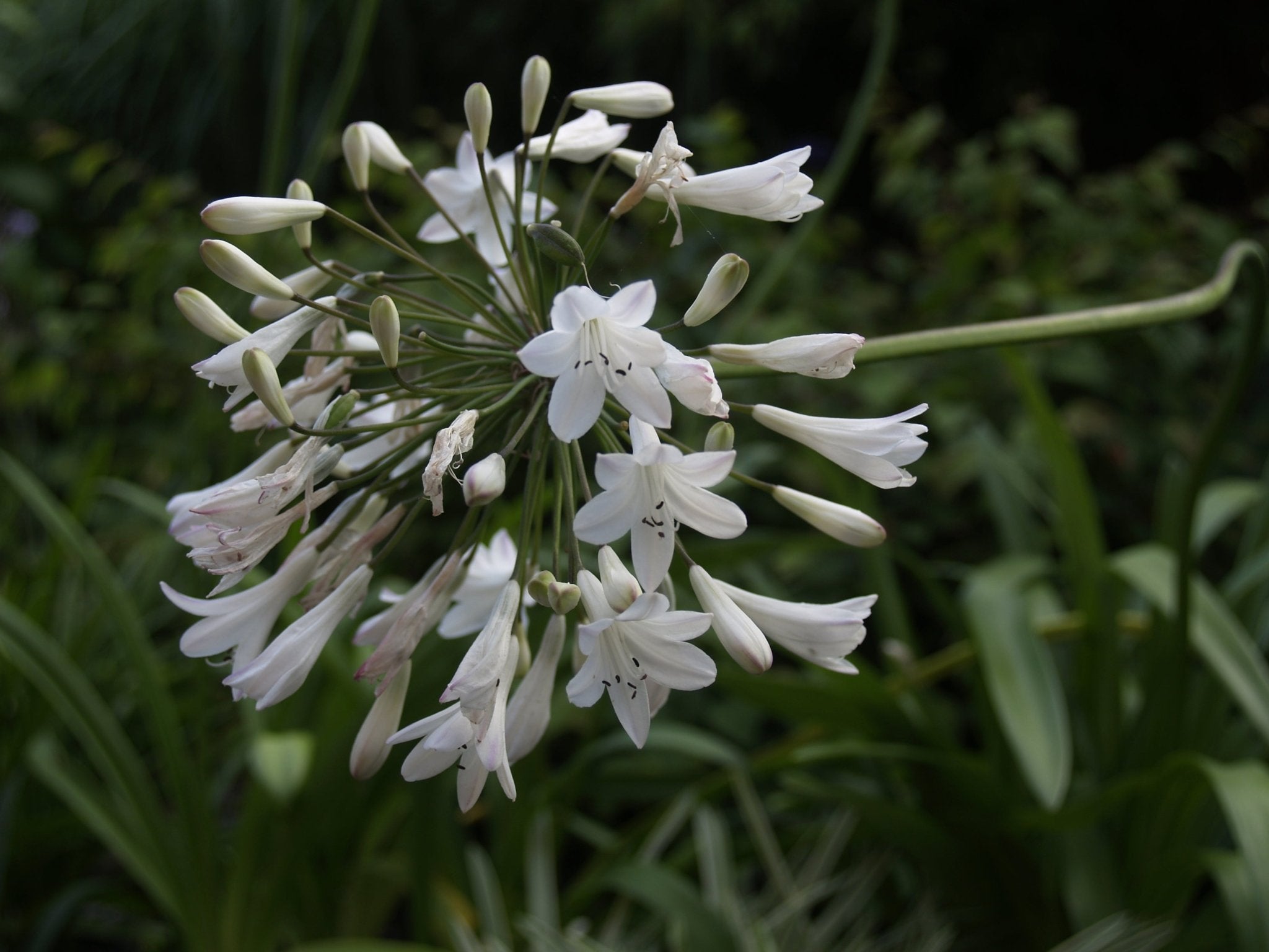 Agapanthus africanus 'Windsor Gray' - Herrenkamper Gärten - Pflanzenraritäten