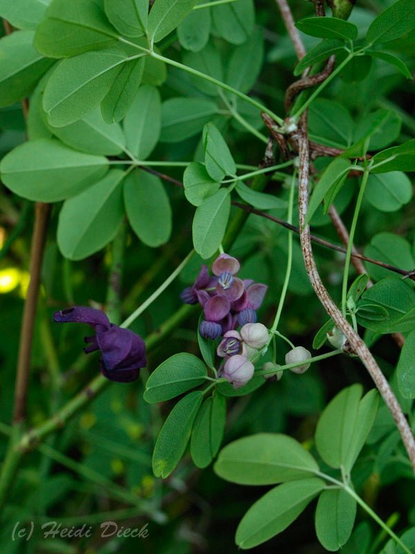 Akebia quinata - Herrenkamper Gärten - Pflanzenraritäten