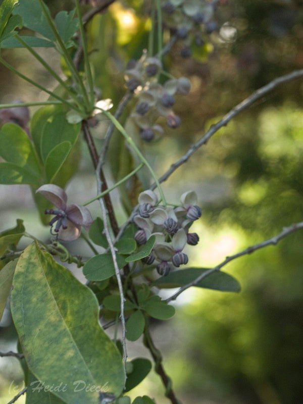 Akebia quinata - Herrenkamper Gärten - Pflanzenraritäten