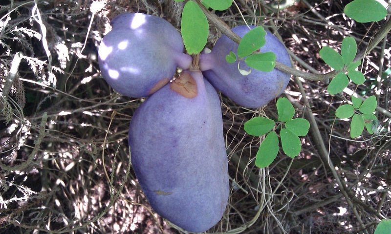 Akebia quinata - Herrenkamper Gärten - Pflanzenraritäten