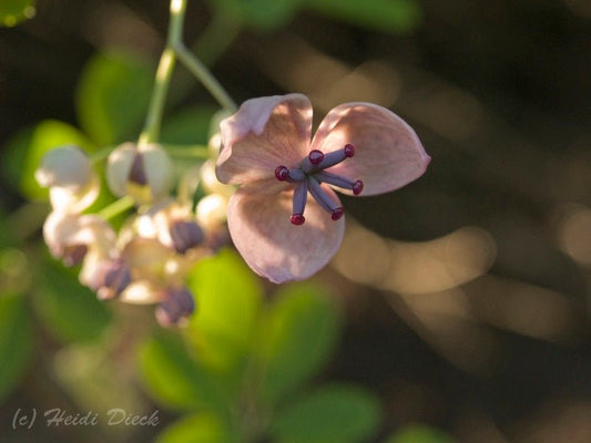 Akebia quinata 'Variegata' - Herrenkamper Gärten - Pflanzenraritäten