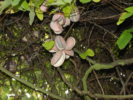 Akebia trifoliata - Herrenkamper Gärten - Pflanzenraritäten