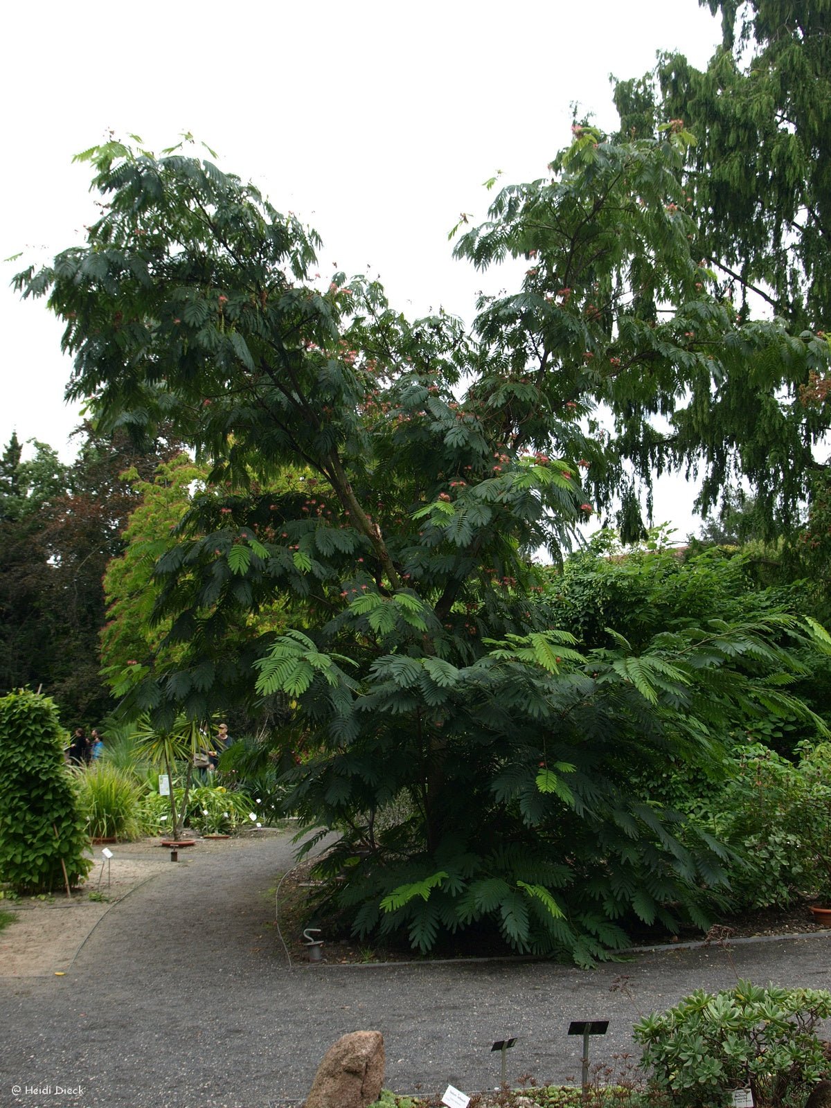 Albizia julibrissin - Herrenkamper Gärten - Pflanzenraritäten