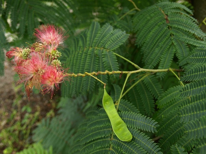 Albizia julibrissin - Herrenkamper Gärten - Pflanzenraritäten