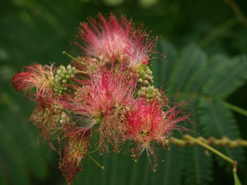 Albizia julibrissin - Herrenkamper Gärten - Pflanzenraritäten