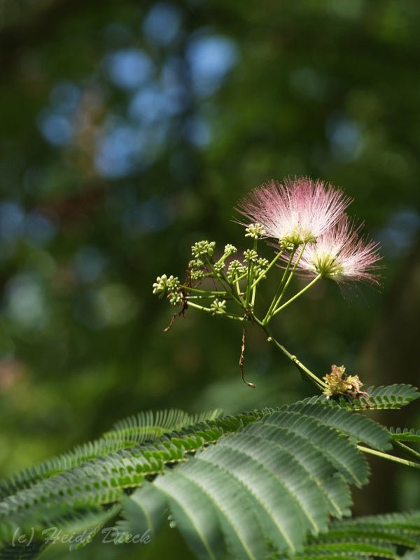 Albizia julibrissin - Herrenkamper Gärten - Pflanzenraritäten