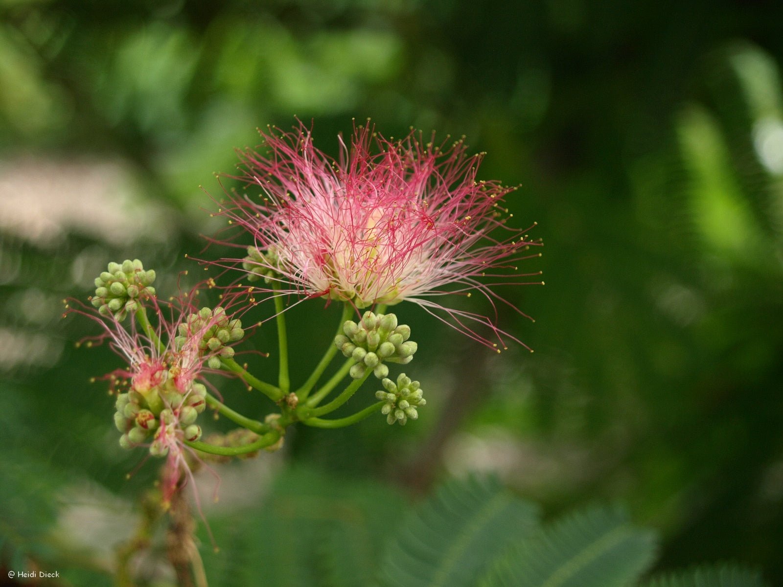 Albizia julibrissin - Herrenkamper Gärten - Pflanzenraritäten