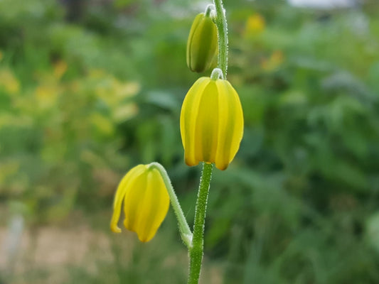 Albuca shawii - Herrenkamper Gärten - Pflanzenraritäten