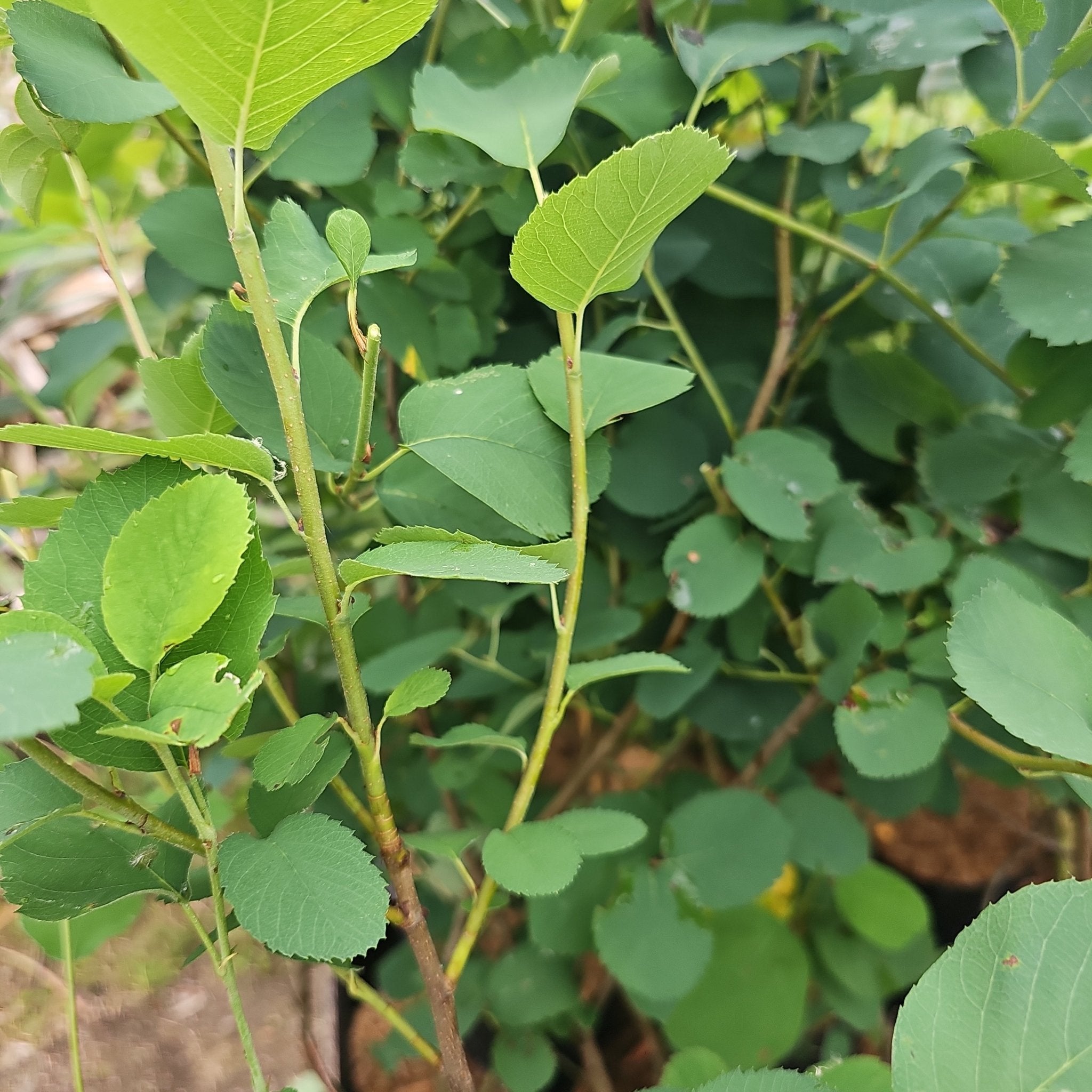 Amelanchier alnifolia 'Northline' - Herrenkamper Gärten - Pflanzenraritäten