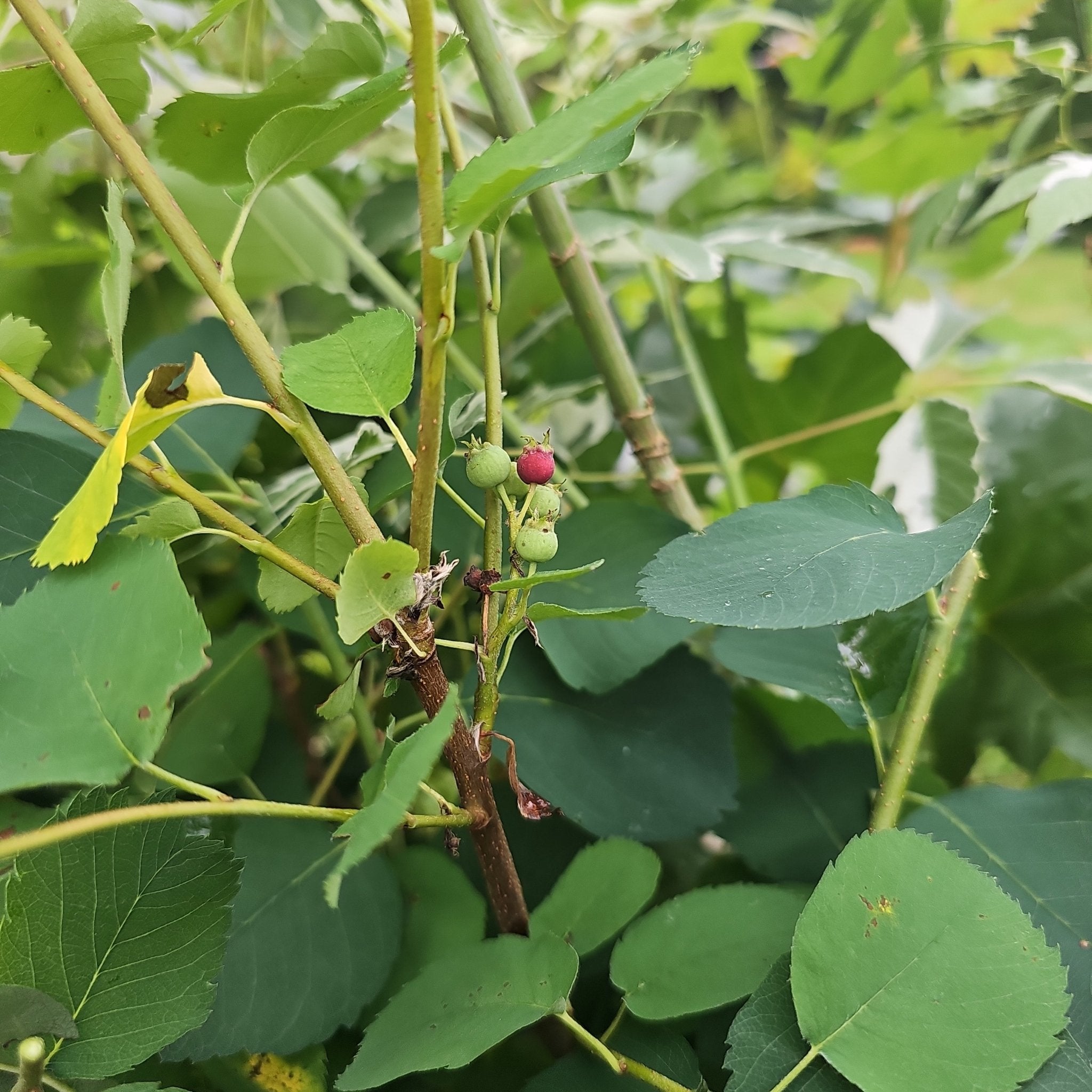 Amelanchier alnifolia 'Northline' - Herrenkamper Gärten - Pflanzenraritäten