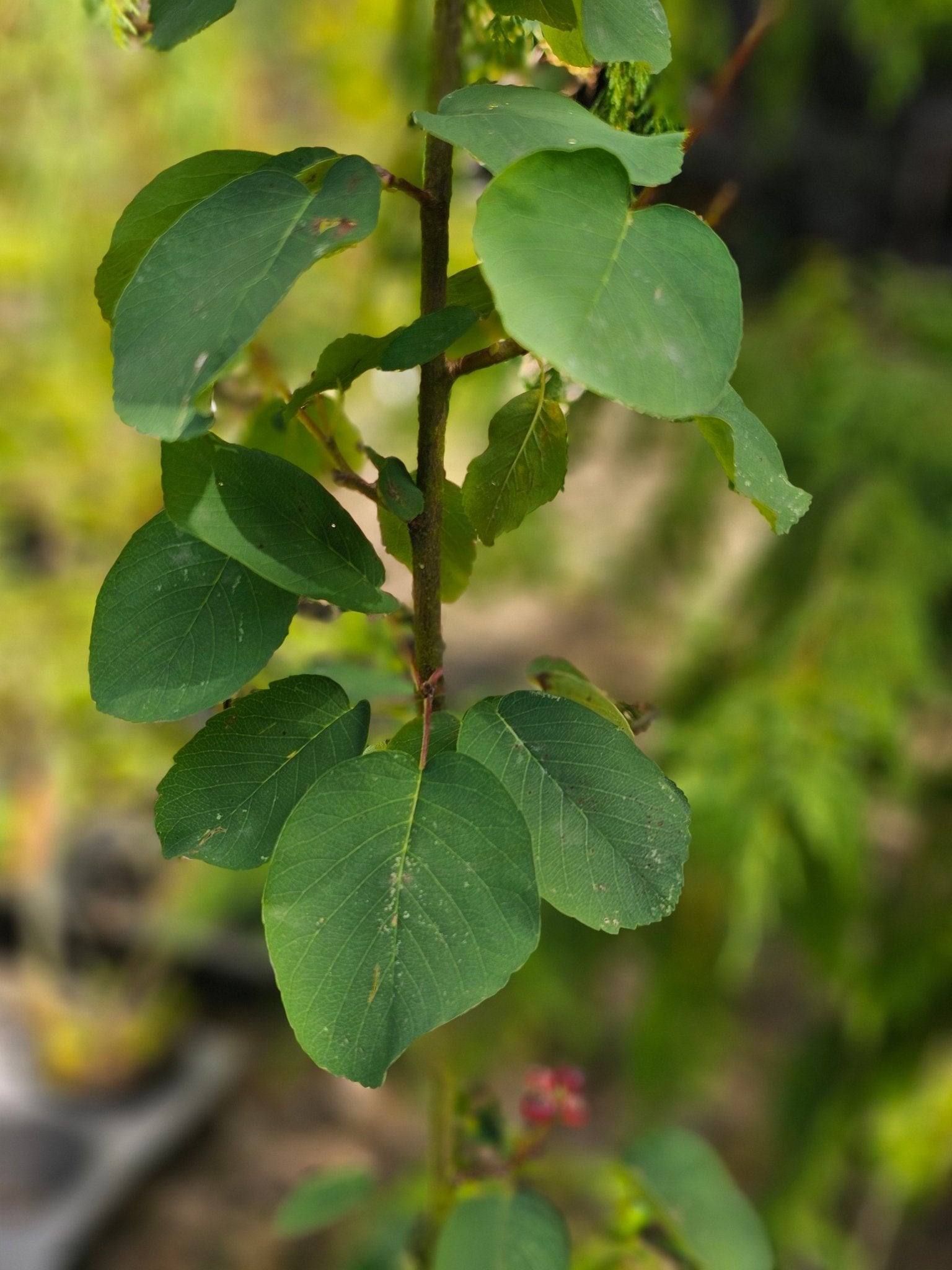 Amelanchier alnifolia 'Smocky' - Herrenkamper Gärten - Pflanzenraritäten