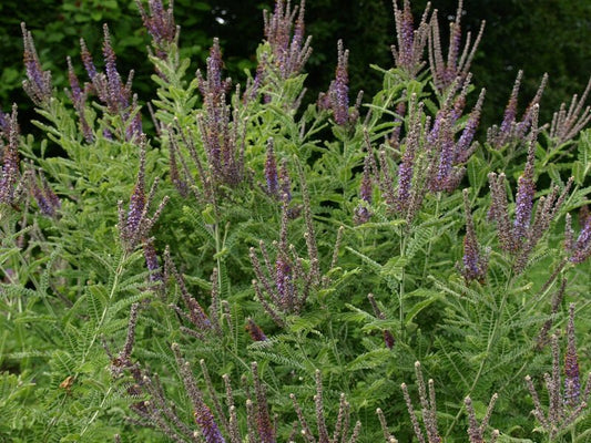 Amorpha canescens - Herrenkamper Gärten - Pflanzenraritäten