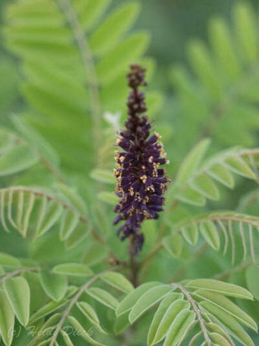 Amorpha fruticosa - Herrenkamper Gärten - Pflanzenraritäten