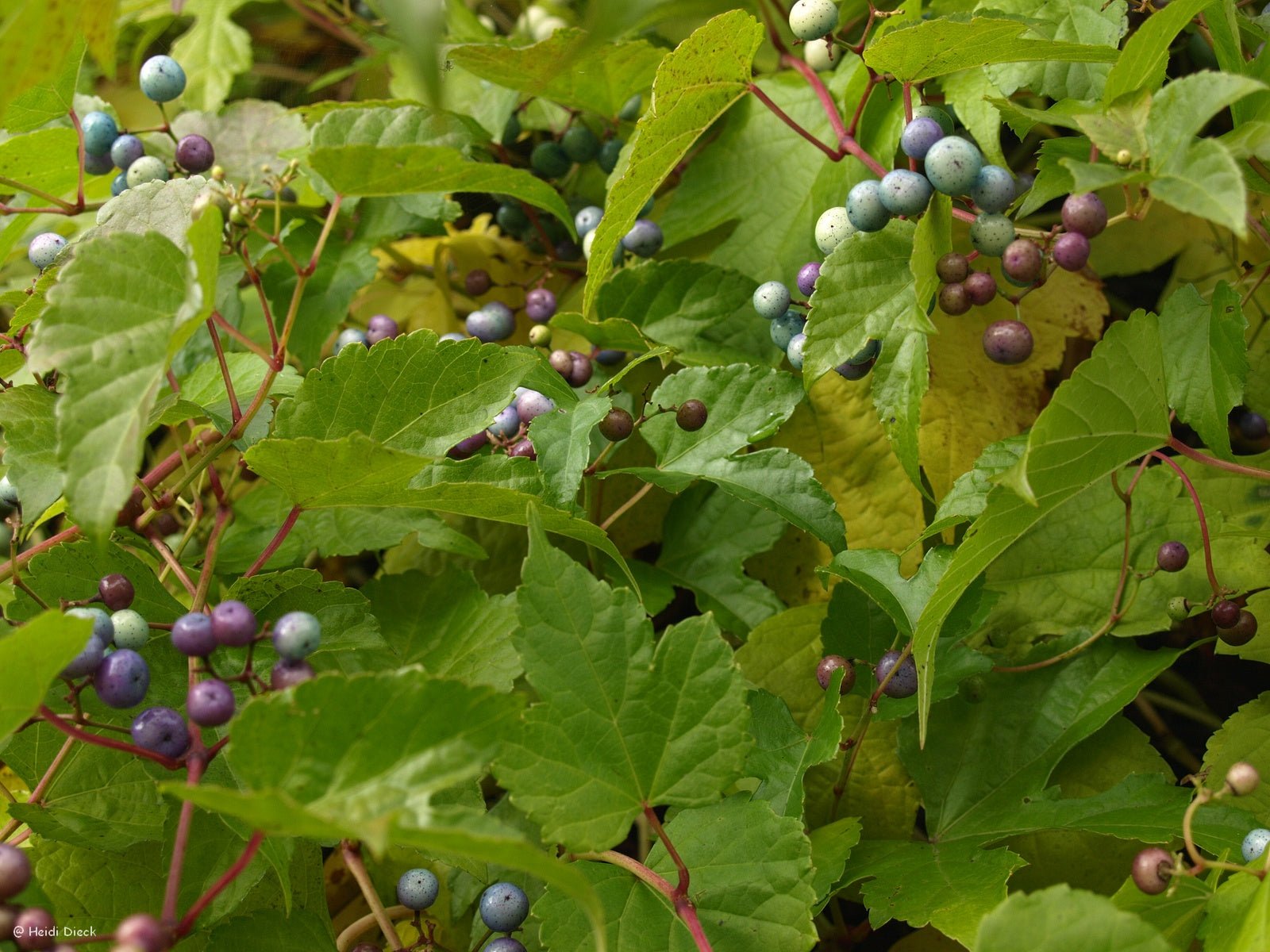 Ampelopsis brevipedunculata - Herrenkamper Gärten - Pflanzenraritäten