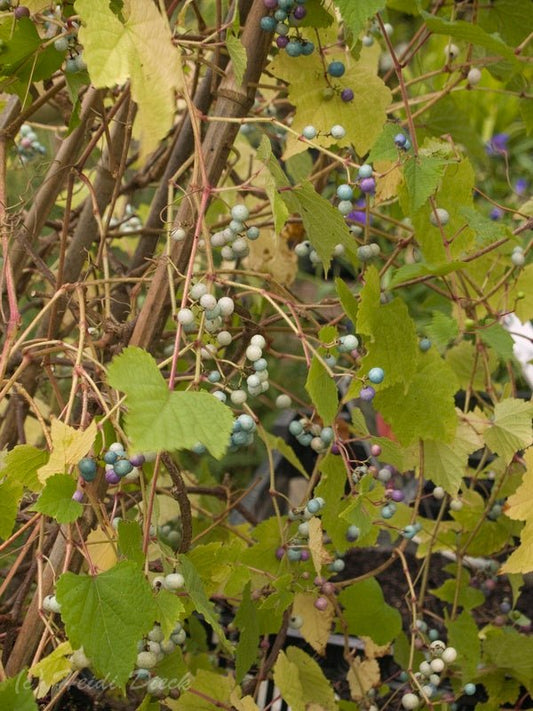 Ampelopsis brevipedunculata var. maximowiczii - Herrenkamper Gärten - Pflanzenraritäten