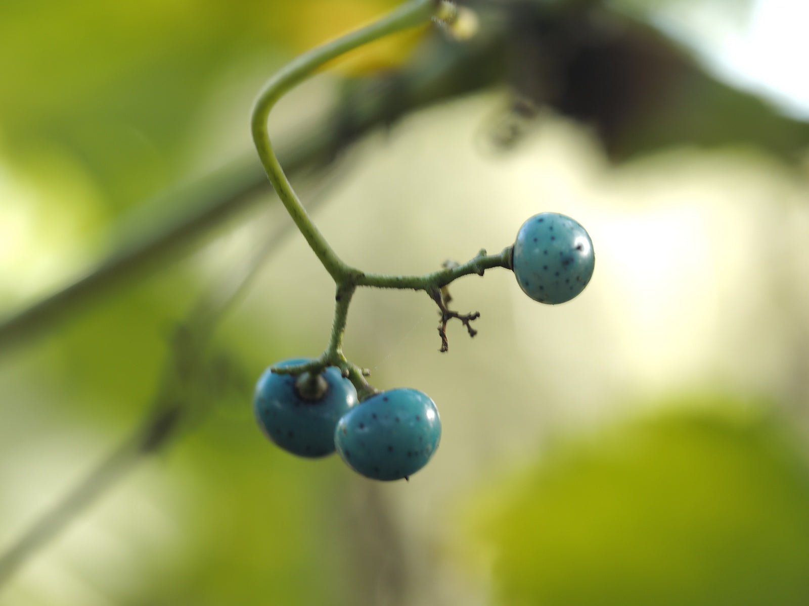 Ampelopsis brevipedunculata 'Variegata' - Herrenkamper Gärten - Pflanzenraritäten