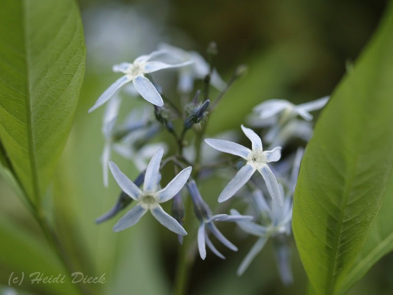 Amsonia ciliata - Herrenkamper Gärten - Pflanzenraritäten