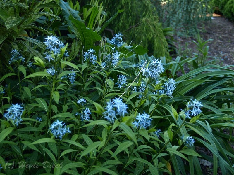 Amsonia ciliata - Herrenkamper Gärten - Pflanzenraritäten