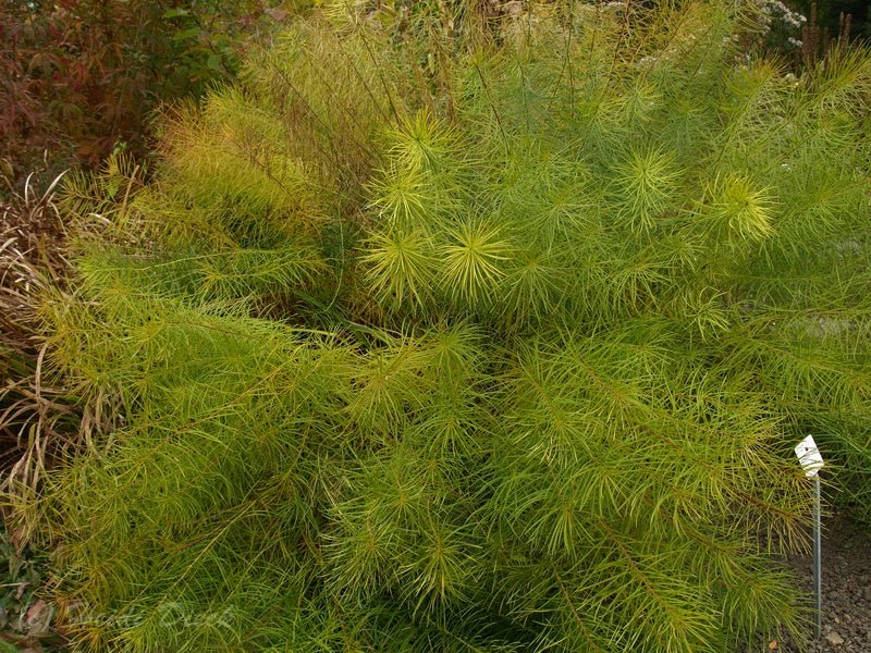 Amsonia ciliata - Herrenkamper Gärten - Pflanzenraritäten