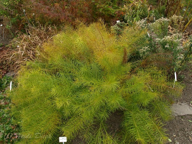 Amsonia ciliata - Herrenkamper Gärten - Pflanzenraritäten