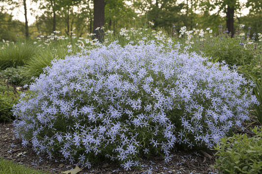 Amsonia hubrichtii - Herrenkamper Gärten - Pflanzenraritäten