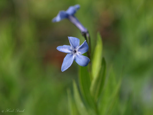 Amsonia orientalis 'Blue Ice' - Herrenkamper Gärten - Pflanzenraritäten