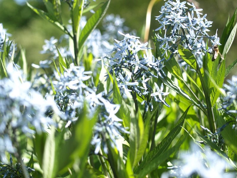 Amsonia tabernaemontana - Herrenkamper Gärten - Pflanzenraritäten