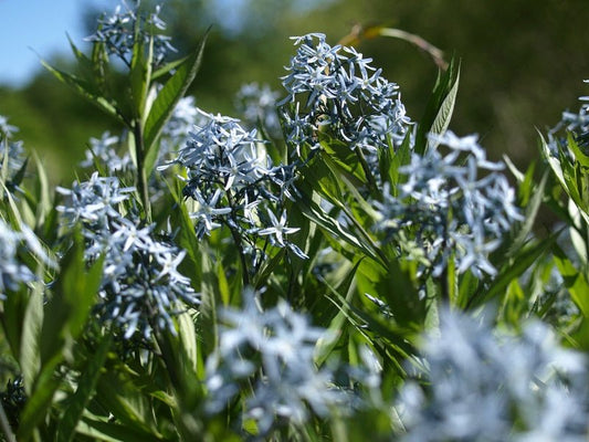 Amsonia tabernaemontana - Herrenkamper Gärten - Pflanzenraritäten