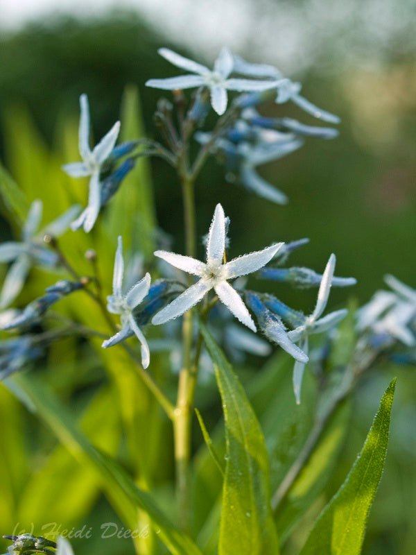 Amsonia tabernaemontana - Herrenkamper Gärten - Pflanzenraritäten