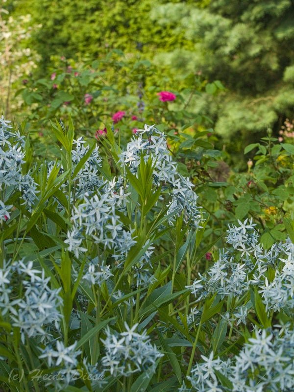 Amsonia tabernaemontana - Herrenkamper Gärten - Pflanzenraritäten