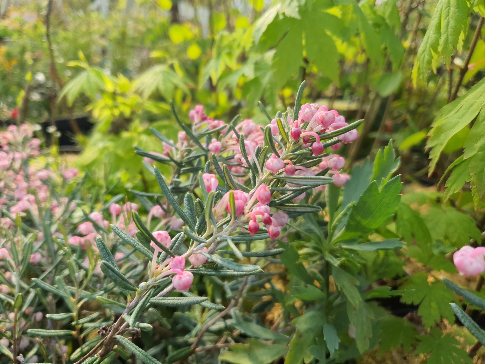 Andromeda polifolia 'Blue Ice' - Herrenkamper Gärten - Pflanzenraritäten