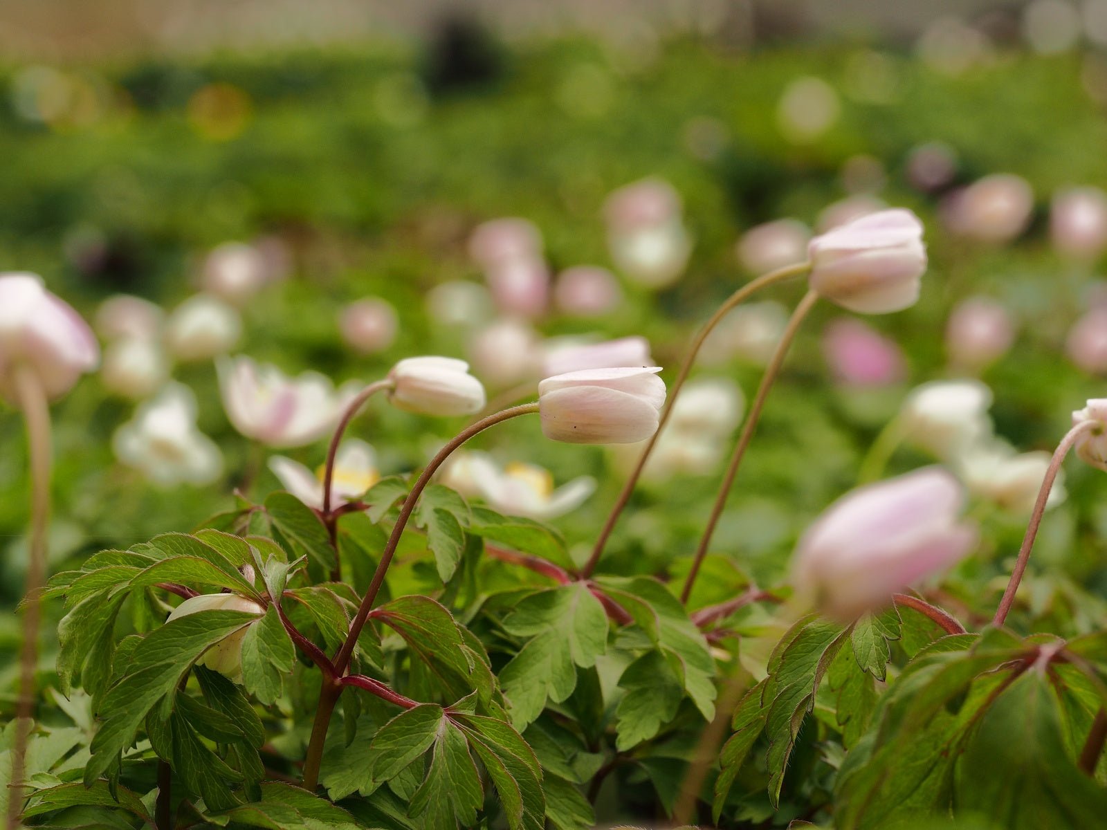 Anemone nemorosa 'Abendhimmel' - Herrenkamper Gärten - Pflanzenraritäten