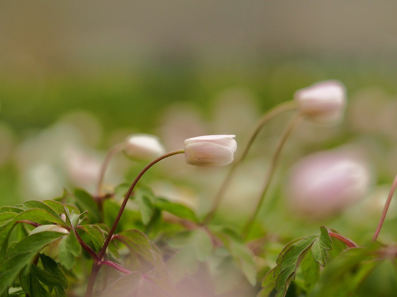 Anemone nemorosa 'Abendhimmel' - Herrenkamper Gärten - Pflanzenraritäten