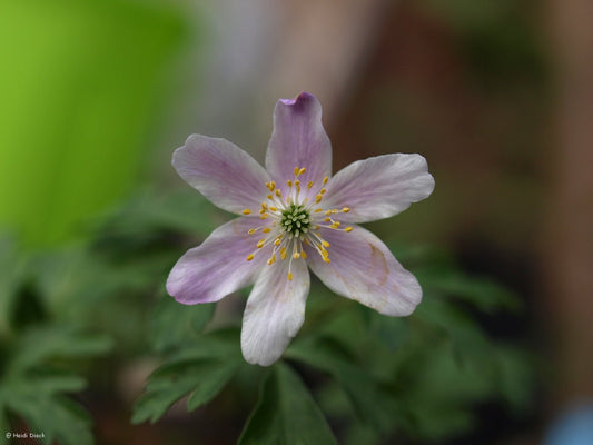 Anemone nemorosa 'Alborosea' - Herrenkamper Gärten - Pflanzenraritäten