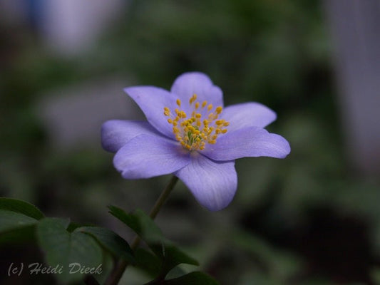 Anemone nemorosa 'Allenii' - Herrenkamper Gärten - Pflanzenraritäten