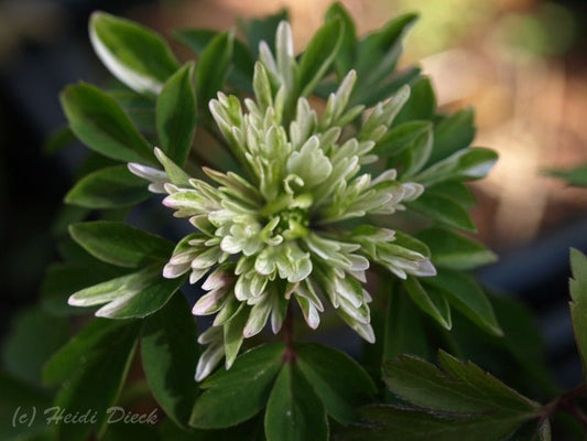 Anemone nemorosa 'Amelia' - Herrenkamper Gärten - Pflanzenraritäten