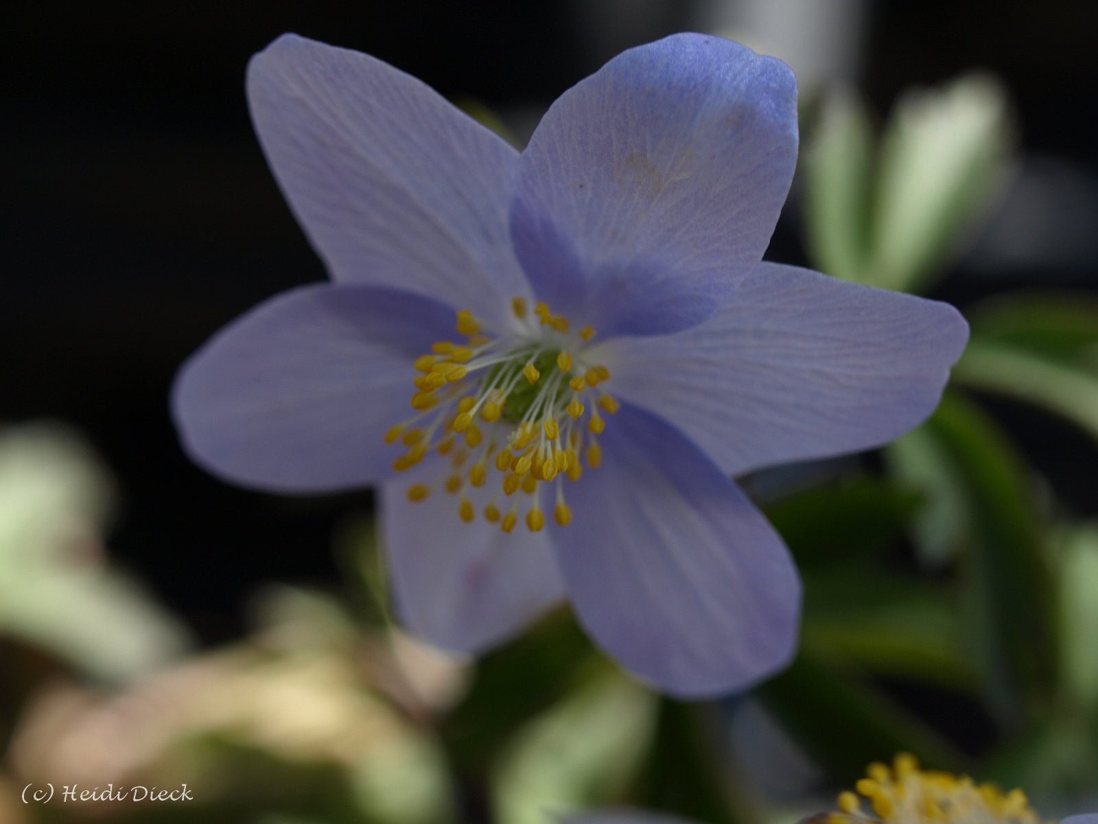 Anemone nemorosa 'Atley' - Herrenkamper Gärten - Pflanzenraritäten