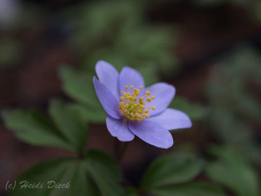 Anemone nemorosa 'Atrocaerulea' - Herrenkamper Gärten - Pflanzenraritäten