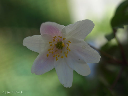 Anemone nemorosa 'Axel' - Herrenkamper Gärten - Pflanzenraritäten