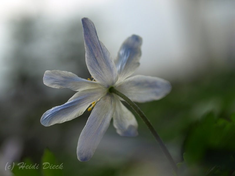 Anemone nemorosa 'Birka' - Herrenkamper Gärten - Pflanzenraritäten