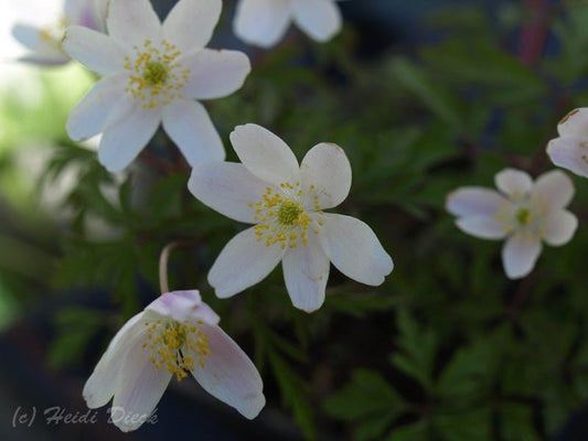 Anemone nemorosa 'Birka' - Herrenkamper Gärten - Pflanzenraritäten