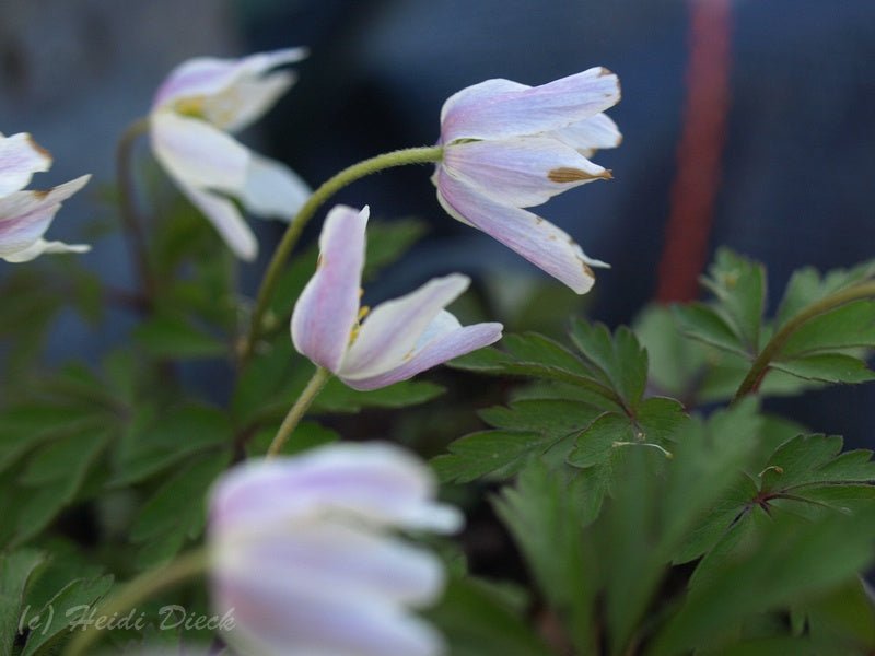 Anemone nemorosa 'Birka' - Herrenkamper Gärten - Pflanzenraritäten